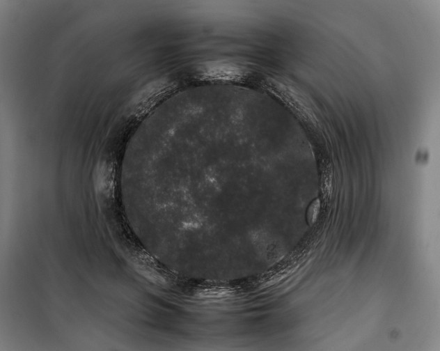 X0000100340551200806121153