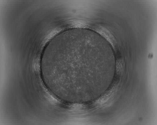 X0000100340581200806121152