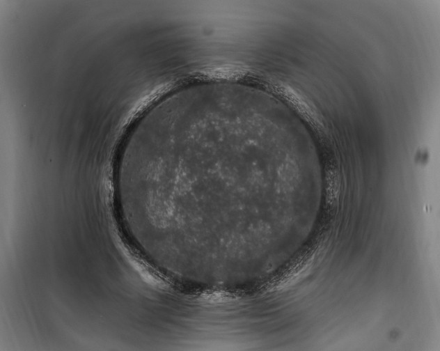 X0000100340634200806121151