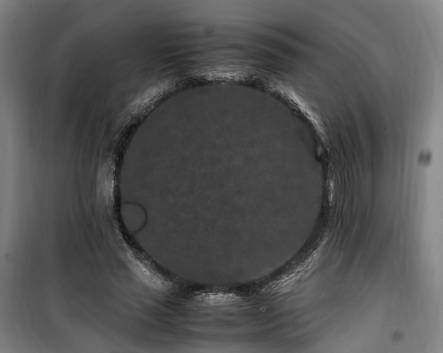 X0000100340637200806121151