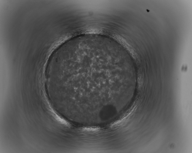 X0000100340721200806121150