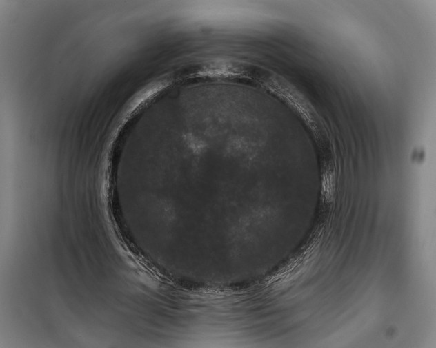 X0000100340724200806121150