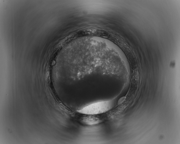 X0000100340754200806121150