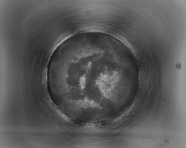 X0000100340790200806121149