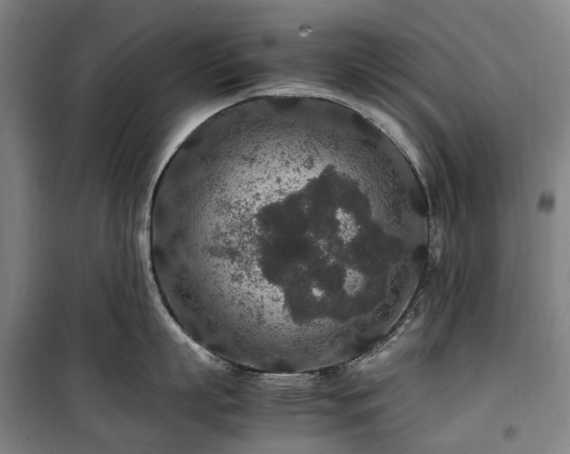 X0000100340863200806121149