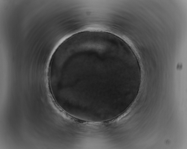 X0000100340864200806121149