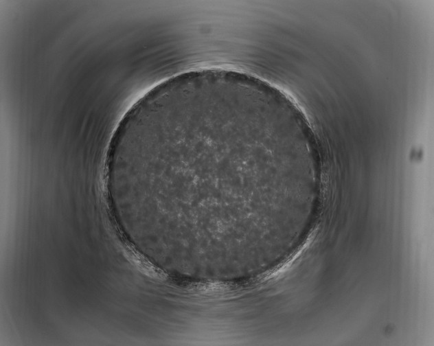 X0000100340879200806121148