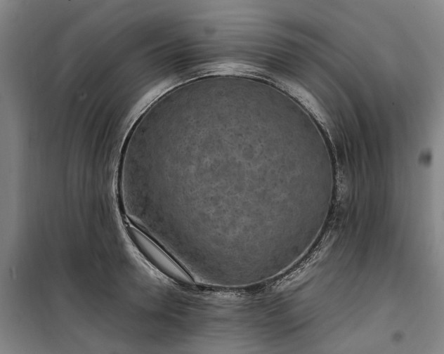 X0000100340946200806121147