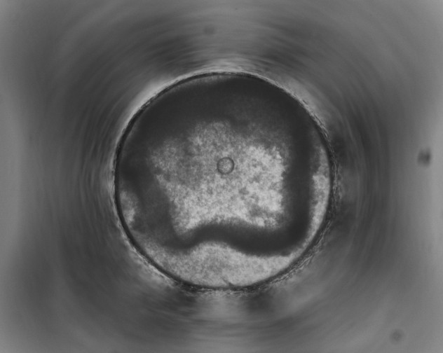 X0000100340950200806121147