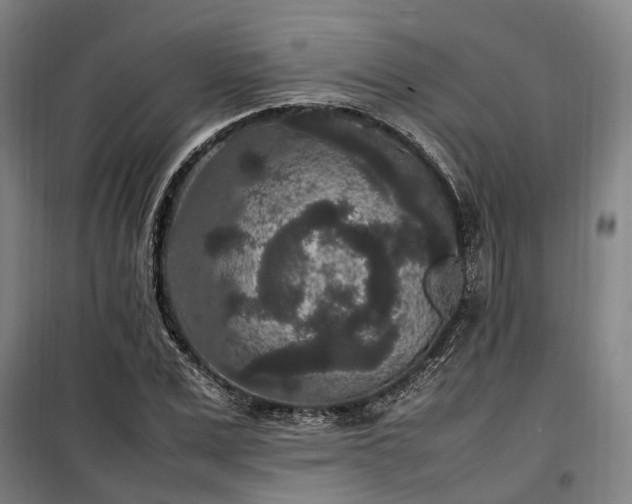 X0000100340975200806121146