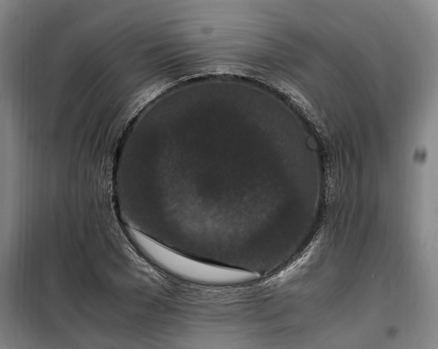 X0000100340977200806121146