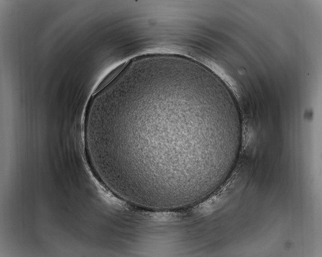 X0000100340988200806121146