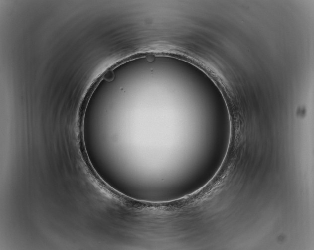 X0000100340990200806121146