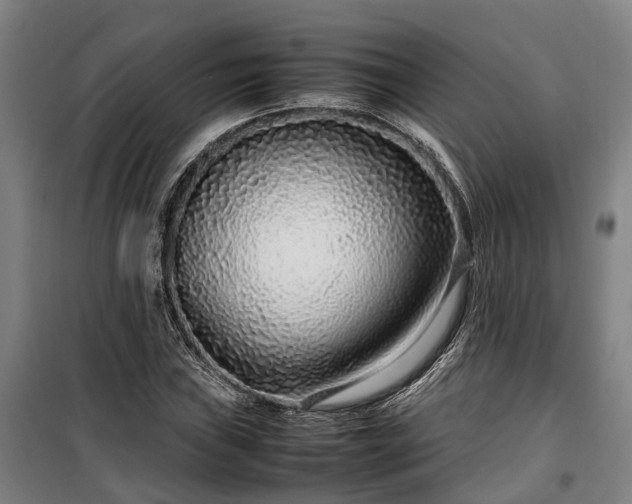 X0000100341019200806121145