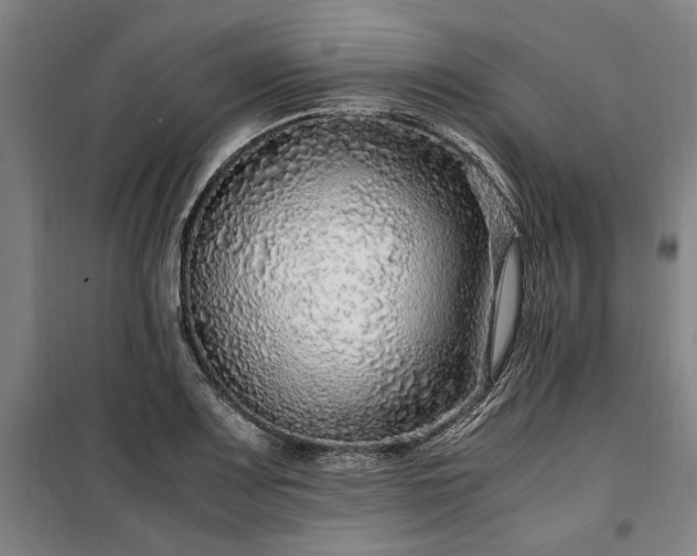 X0000100341083200806121145