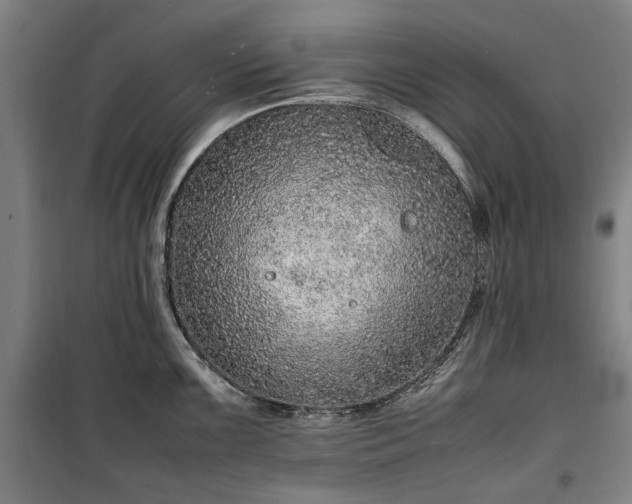 X0000100341099200806121145