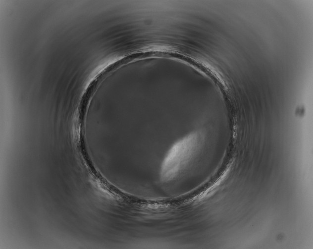 X0000100341117200806121144