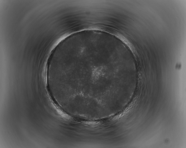 X0000100341127200806121144