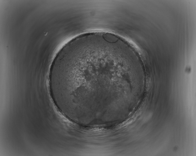 X0000100341279200806121142