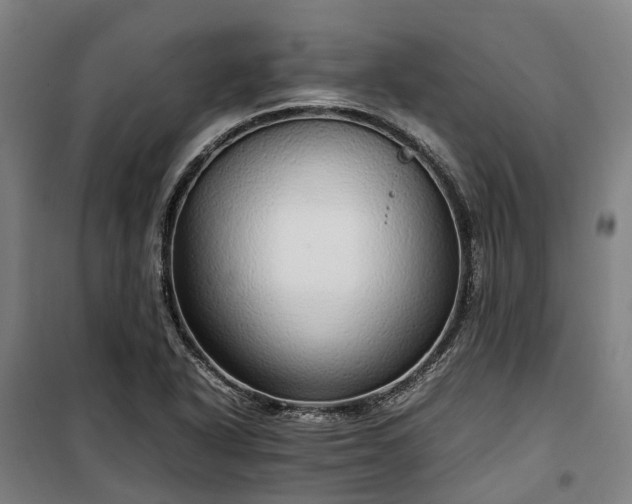 X0000100341318200806121142