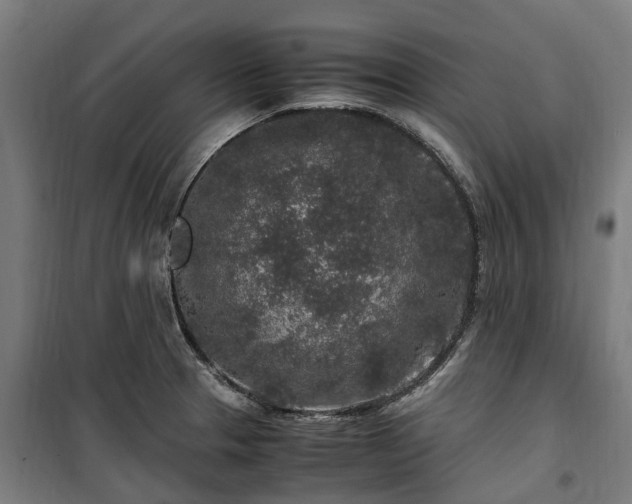 X0000100341329200806121142