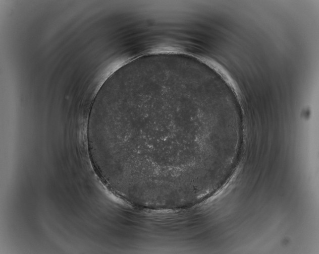 X0000100341337200806121142