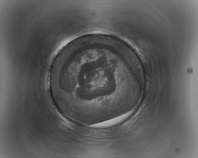 X0000100341367200806121141