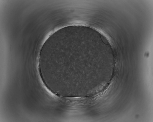 X0000100341383200806121141