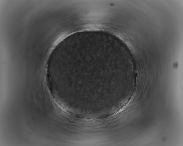 X0000100341459200806121139