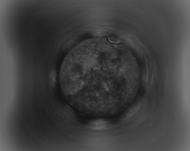 X0000100340219200806191031