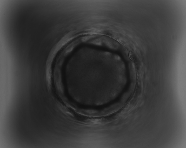 X0000100340295200806191030