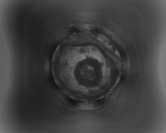 X0000100340331200806191029