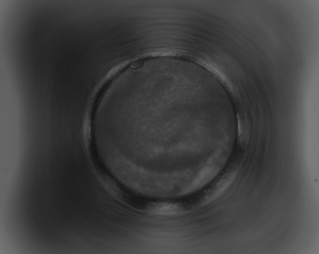 X0000100340348200806191029