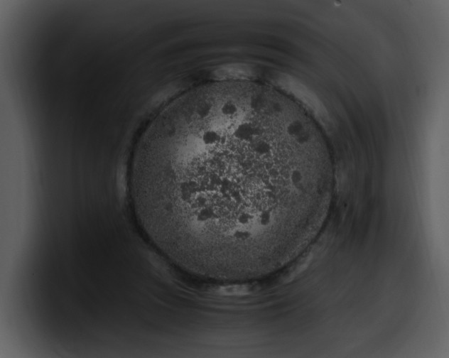 X0000100340353200806191029