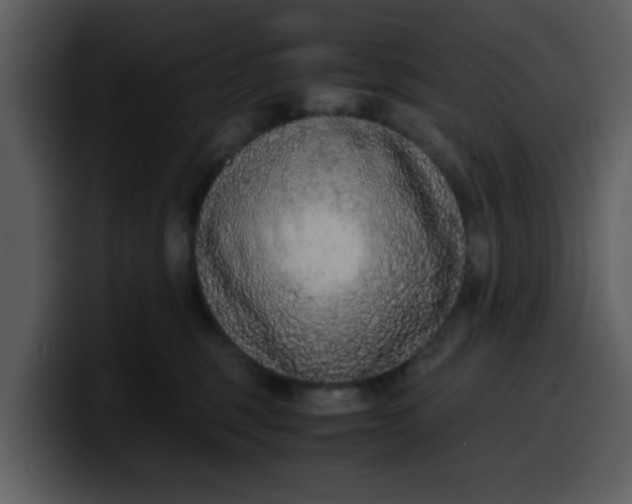 X0000100340375200806191029