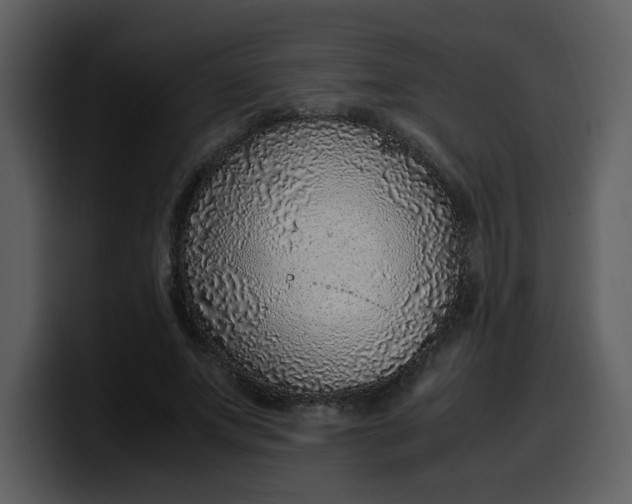 X0000100340687200806191025