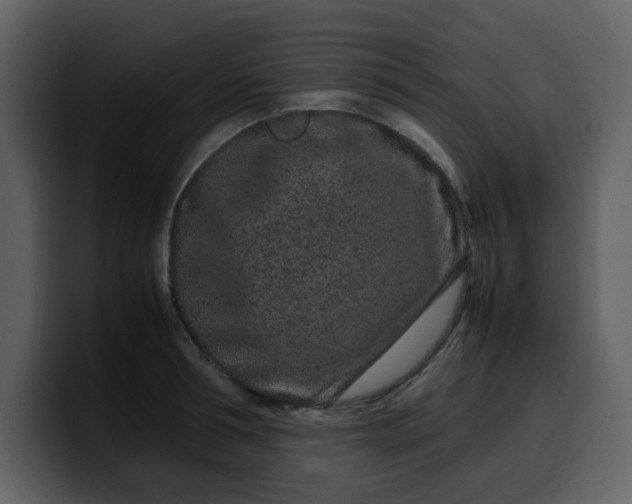 X0000100340994200806191020