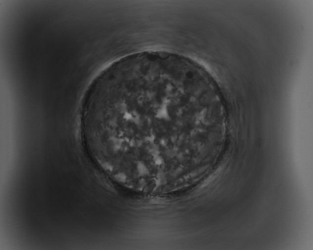 X0000100341263200806191017