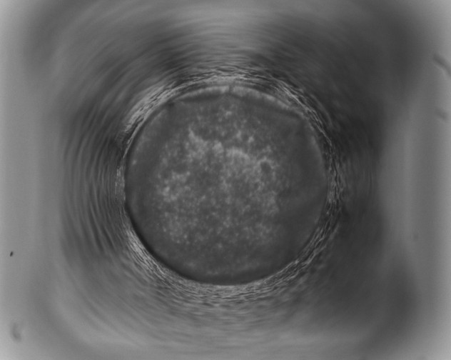 X0000100340002200806261338