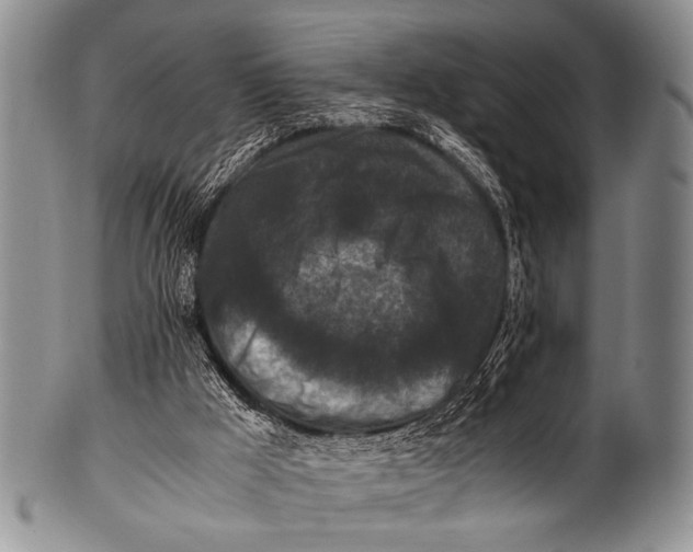 X0000100340009200806261338