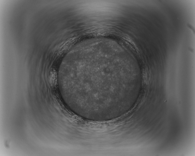 X0000100340029200806261337