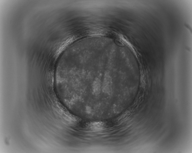 X0000100340059200806261336