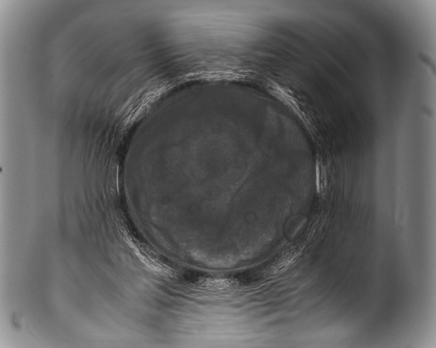 X0000100340205200806261335