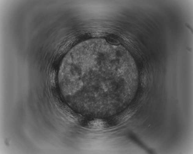 X0000100340219200806261335