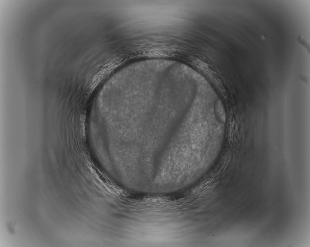 X0000100340299200806261333