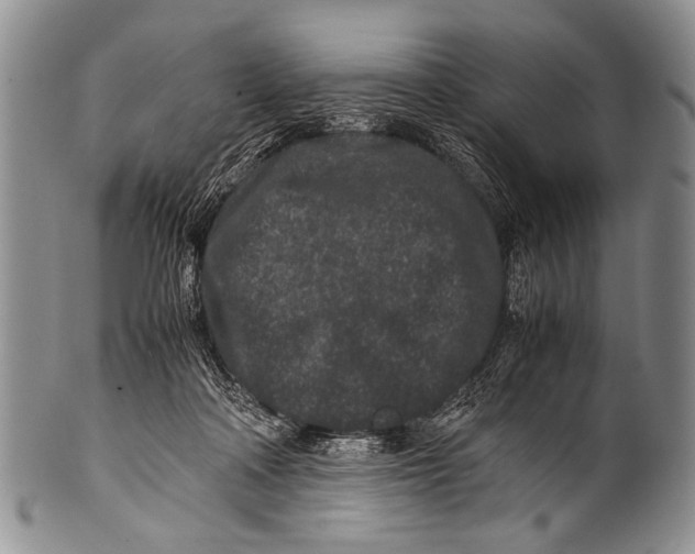 X0000100340314200806261333