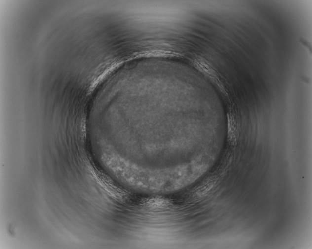 X0000100340348200806261332