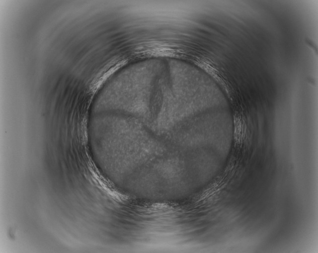 X0000100340390200806261332