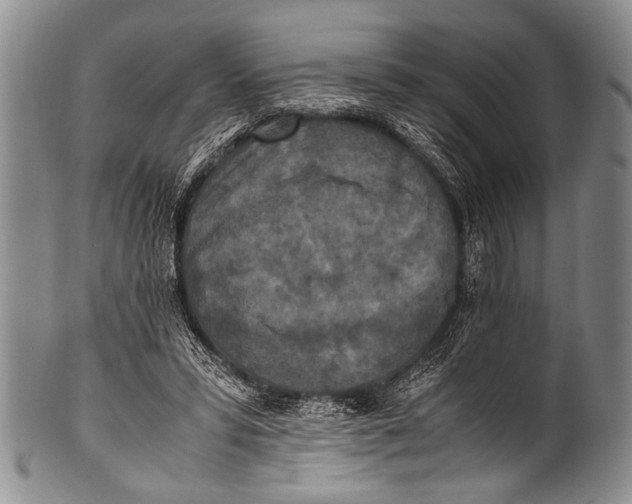 X0000100340399200806261332