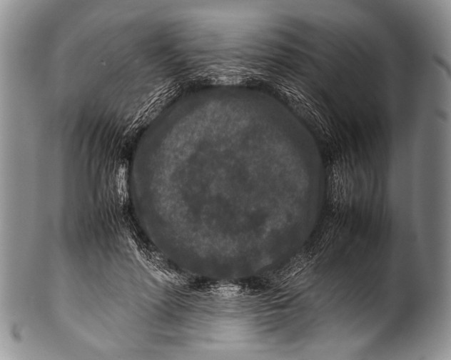 X0000100340598200806261329